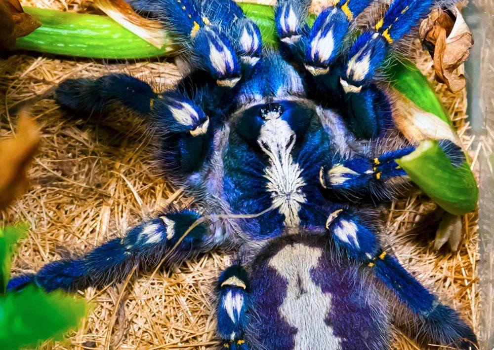 Peacock Tarantula (poecilotheria metallica), by MLursus/wikimedia