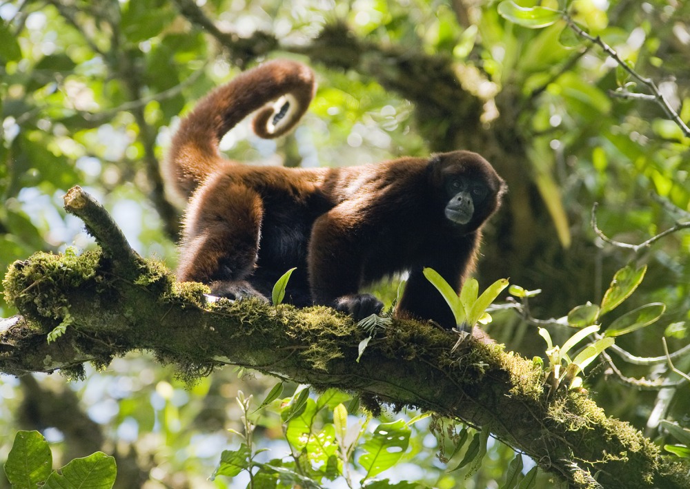 Peruvian Yellow-tailed Woolly Monkey sitting in a tree