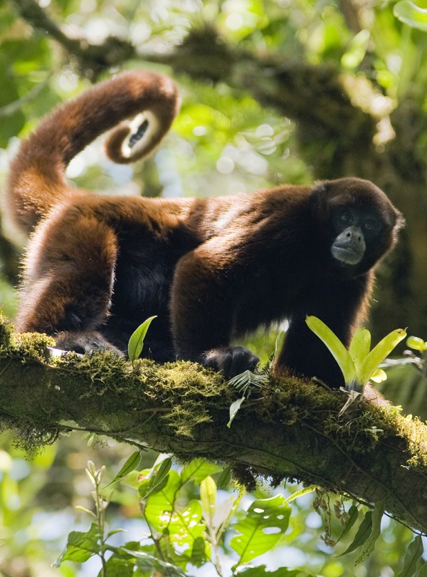 Peruvian Yellow-tailed Woolly Monkey sitting in a tree