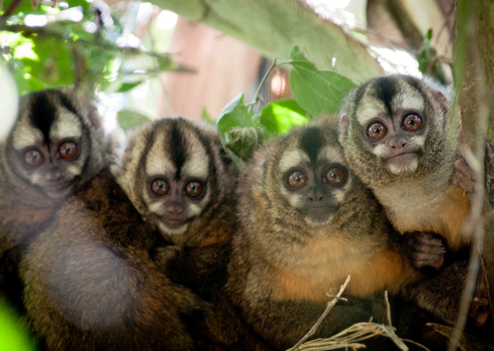 Andean Night Monkeys, by Andrew Walmsley