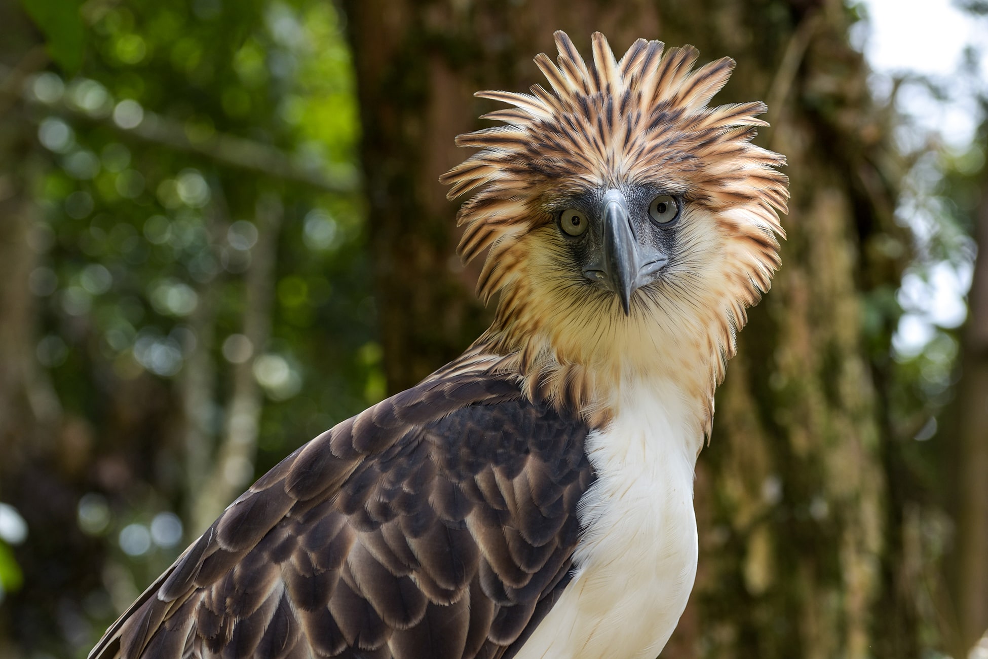 Philippine Eagle Philippine Eagle Facts Pictures Complete Species 