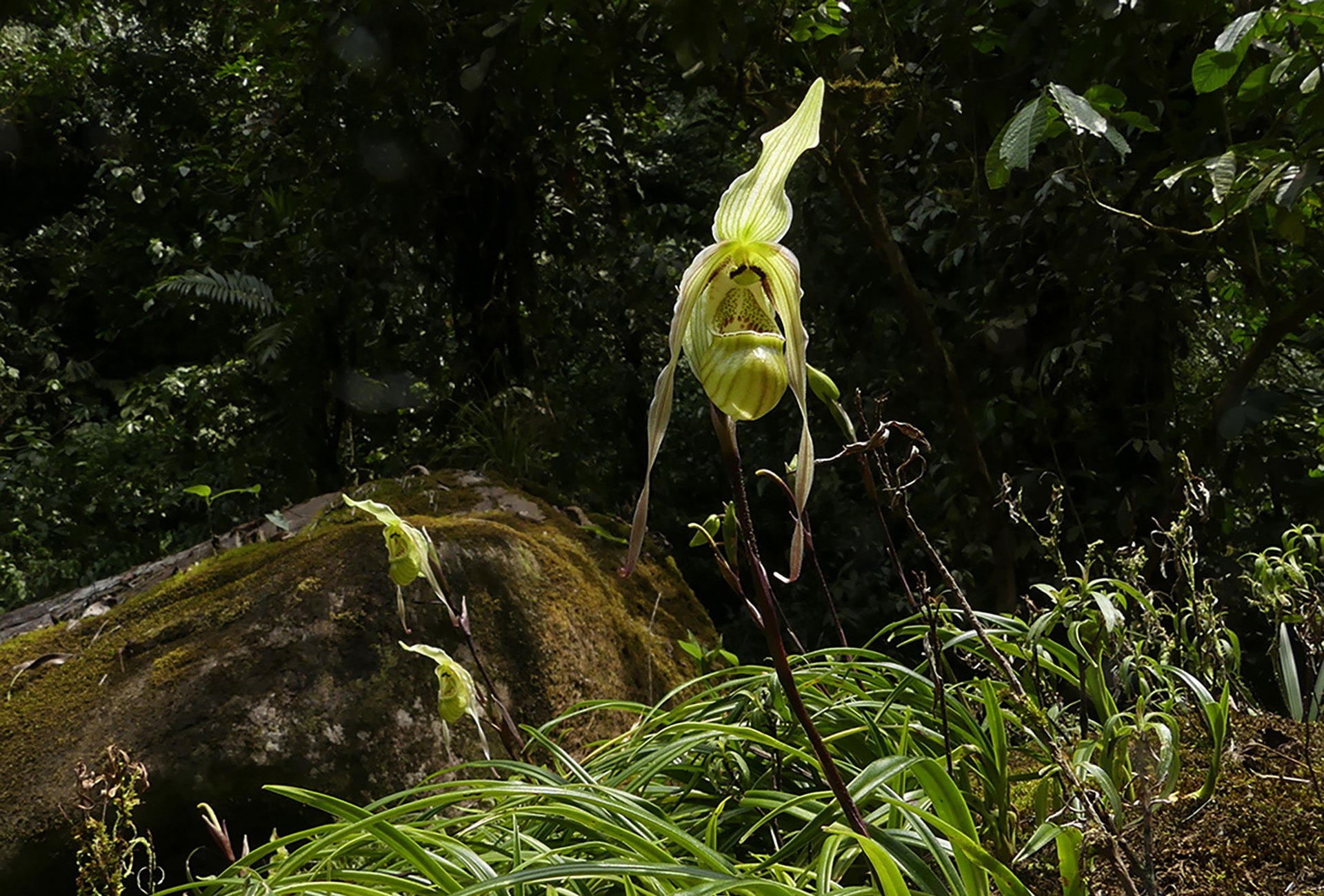 Phragmipedium pearcei orchid in our Rio Anzu Reserve, by Lou Jost/EcoMinga Foundation