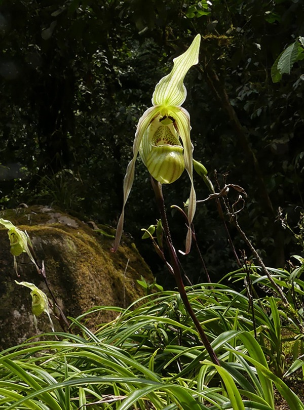 Phragmipedium pearcei orchid in our Rio Anzu Reserve, by Lou Jost/EcoMinga Foundation