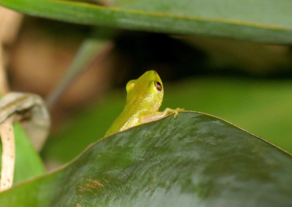 Pickersgill's Reed Frog