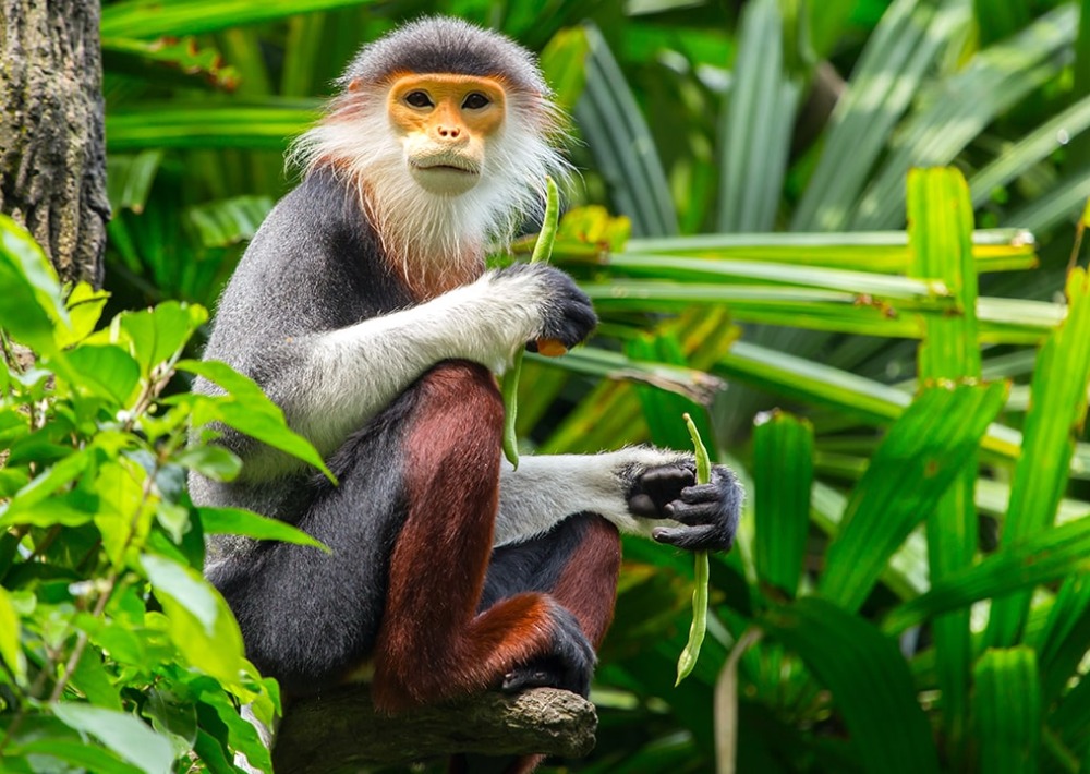 Red-shanked Douc Langur