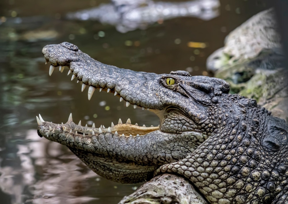 The Critically Endangered Siamese Crocodile, or freshwater crocodile.