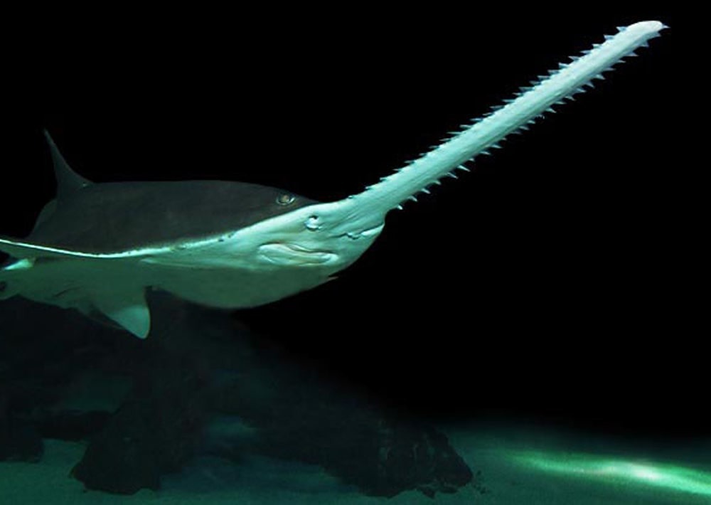 Smalltooth sawfish, by D Ross Robertson/wikipedia