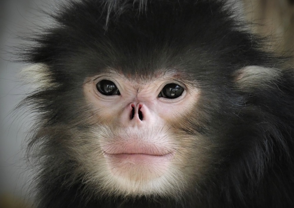 Snub nosed monkey