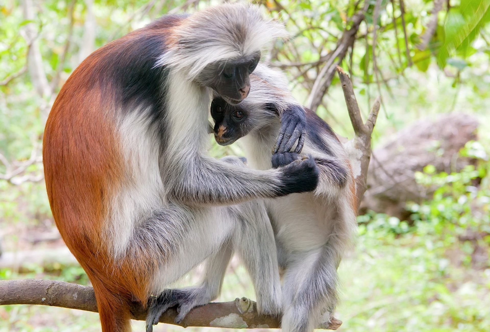 Red Colobus Monkey, by Anton Zelenov