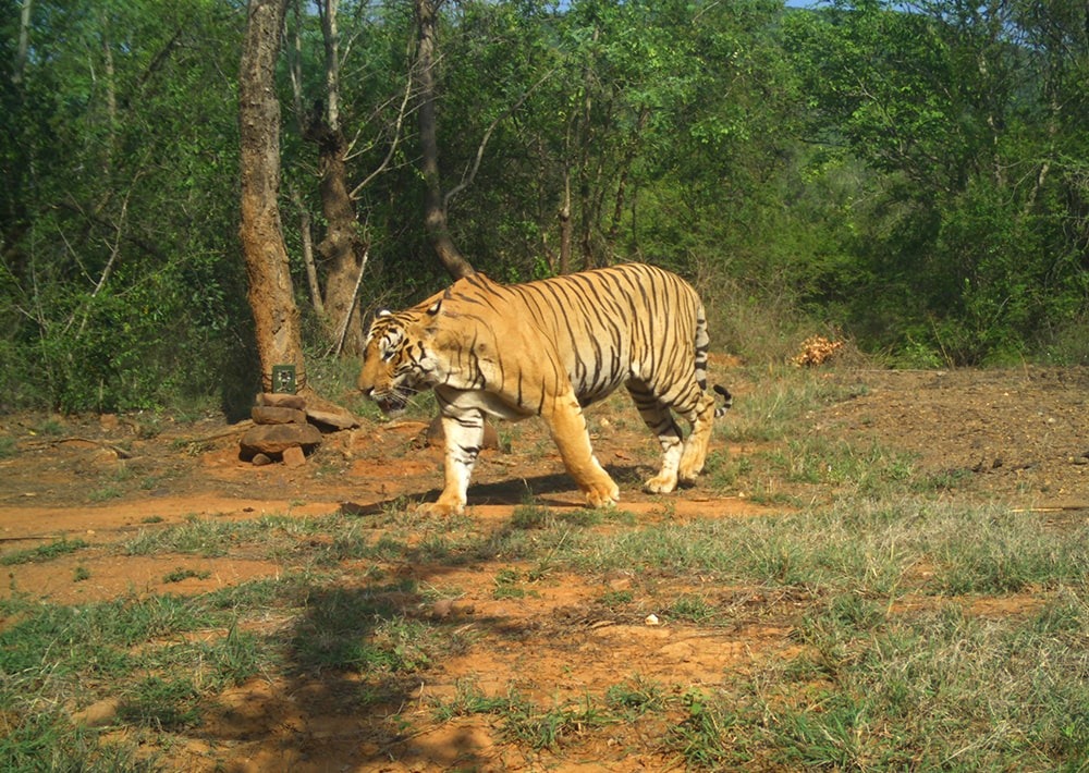 Tiger caught on camera trap, courtesy of WCS-India