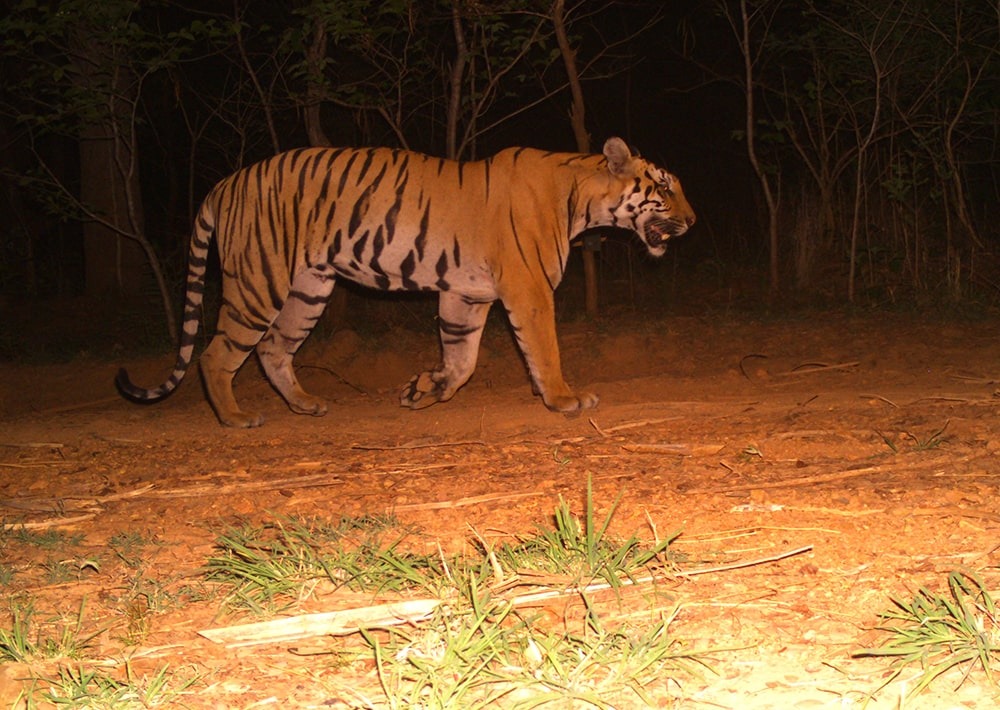 Tiger caught on camera trap, courtesy of WCS-India