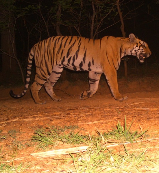 Tiger caught on camera trap, courtesy of WCS-India