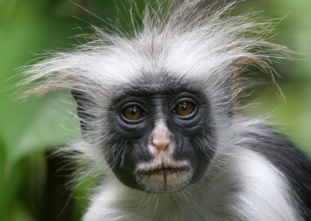 Red Colobus, by Steffen Foerster