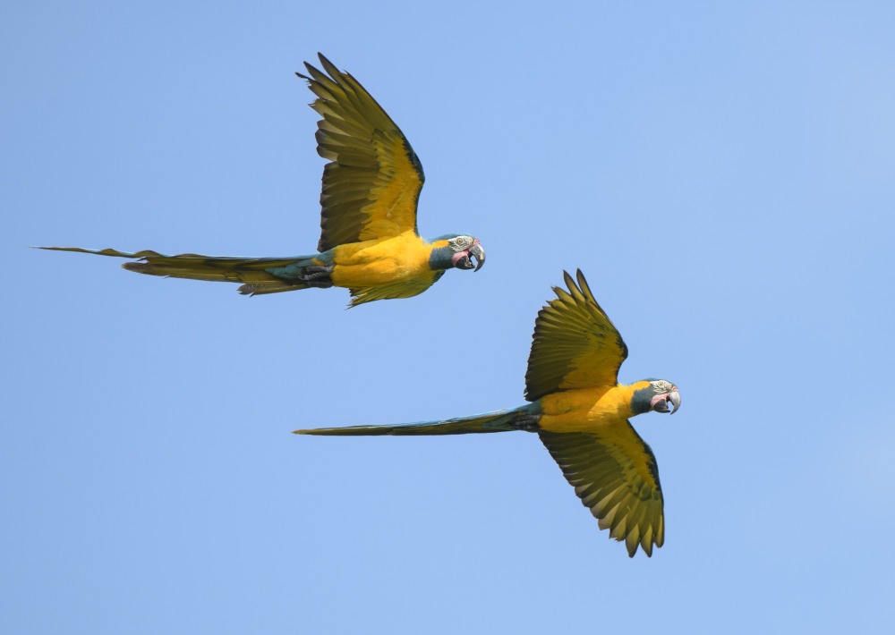 Two Critically Endangered Blue-throated Macaws soaring the blue sky