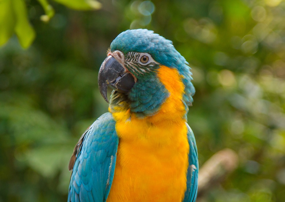 Close up of Blue-throated Macaw perched looking at the camera