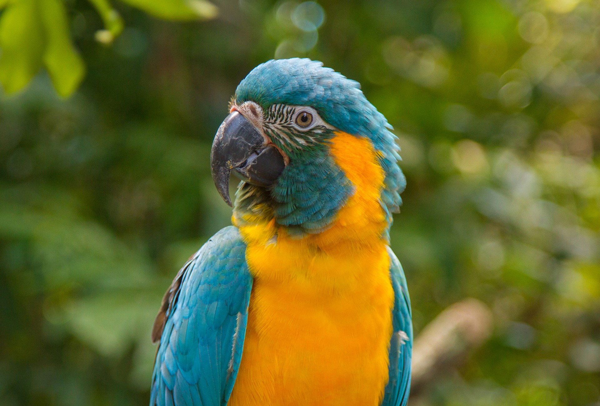 Close up of Blue-throated Macaw perched looking at the camera