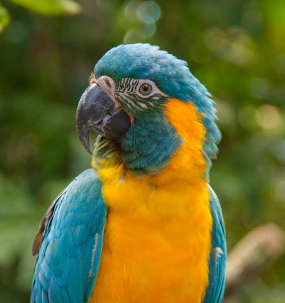 Close up of Blue-throated Macaw perched looking at the camera