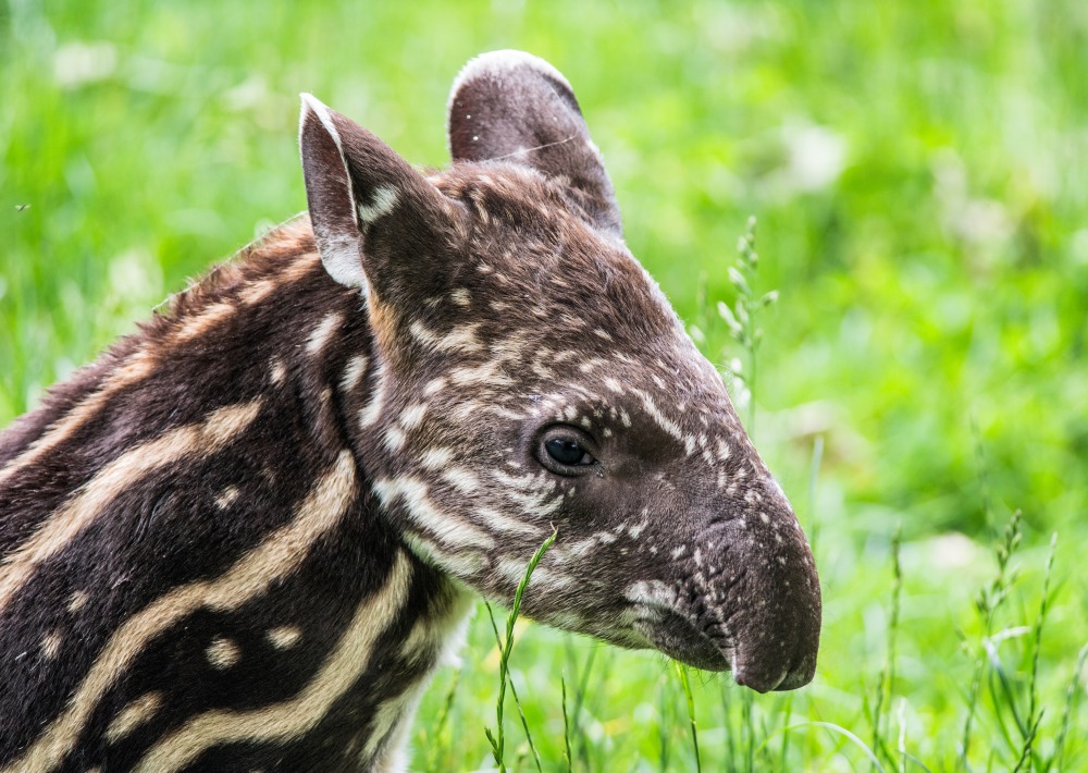 Baby South American Tapir, also called Brazilian Tapir or Lowland Tapir, by Nick Fox