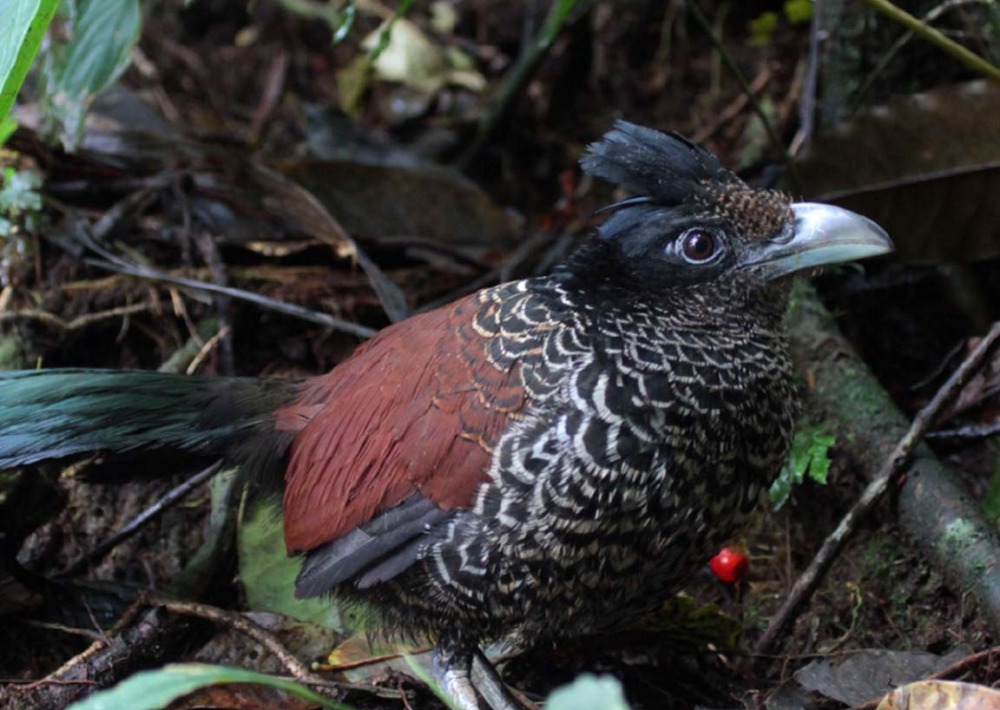 Banded Ground Cuckoo