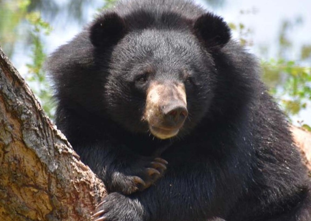 Asiatic Black Bear
