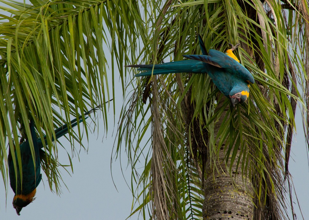 Critcally Endangered Blue-throated Macaw hanging from tree