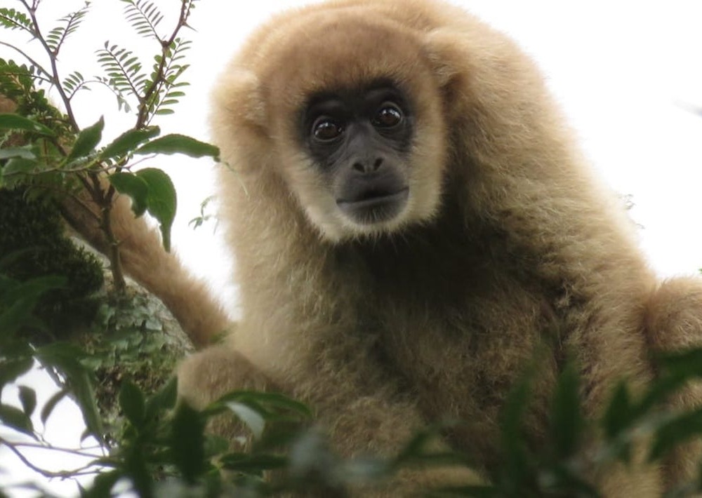 Southern Muriqui, by Andre M. Lanna