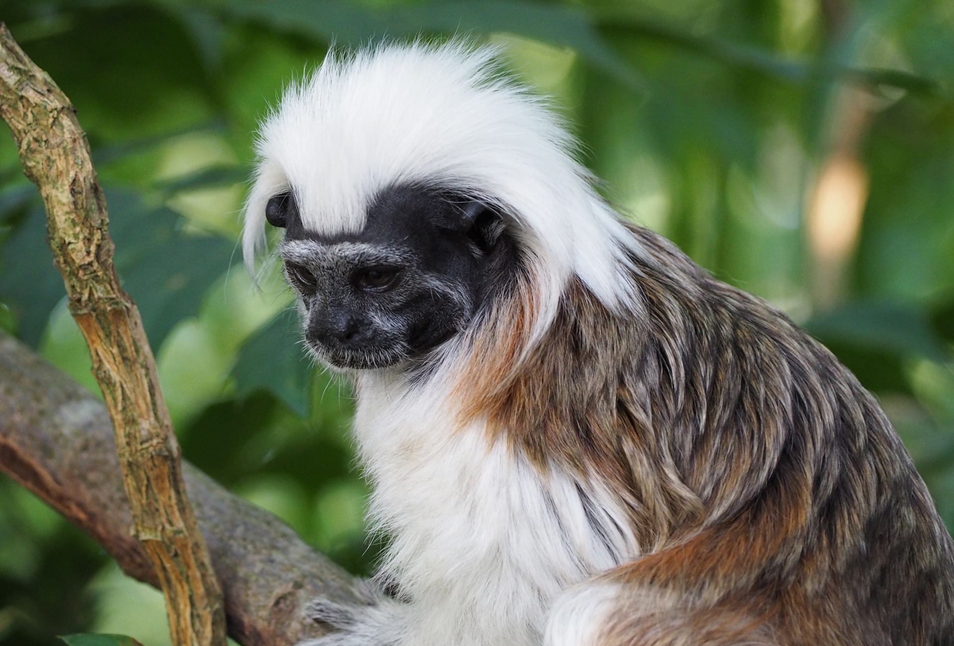 The Cotton-top Tamarin, by pxfuel/Creative Commons