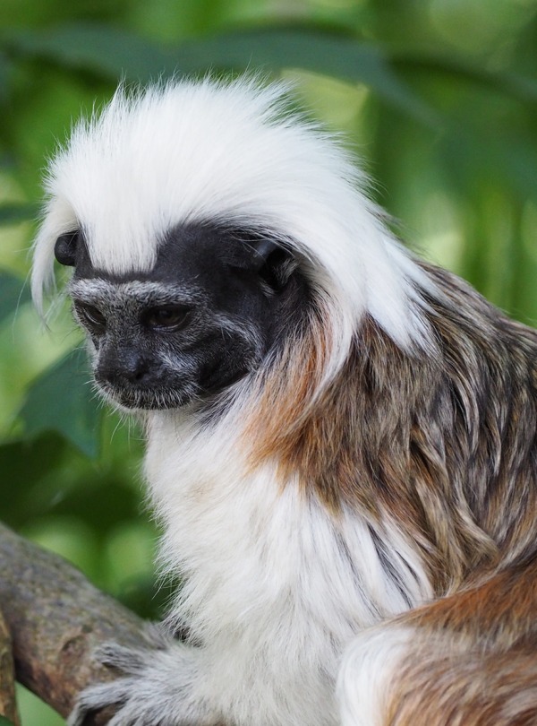 Colombia Cotton headed Tamarin