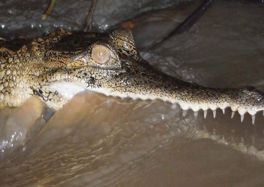 The Critically Endangered Slender-snouted Crocodile
