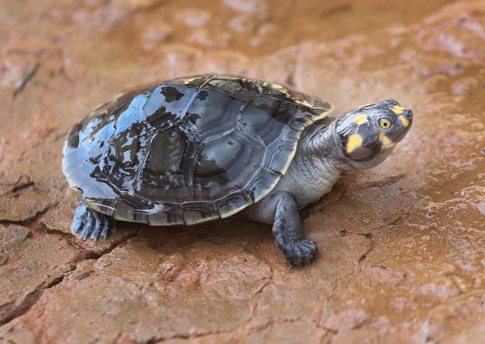 Yellow-spotted River Turtle, by George Jett