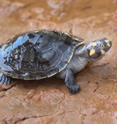 Yellow-spotted River Turtle, by George Jett
