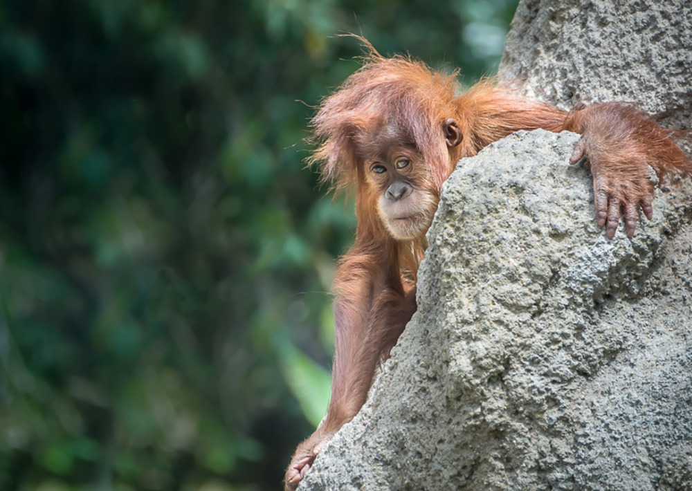 18 month old orangutan, Aisha, explores the artificial termite mound all by herself @ San Diego Zoo month old orangutan, Aisha, explores the artificial termite mound all by herself @ San Diego Zoo