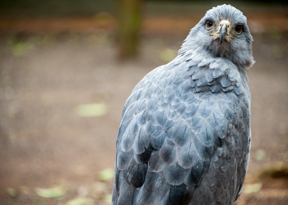 The Endangered Crowned Solitary Eagle