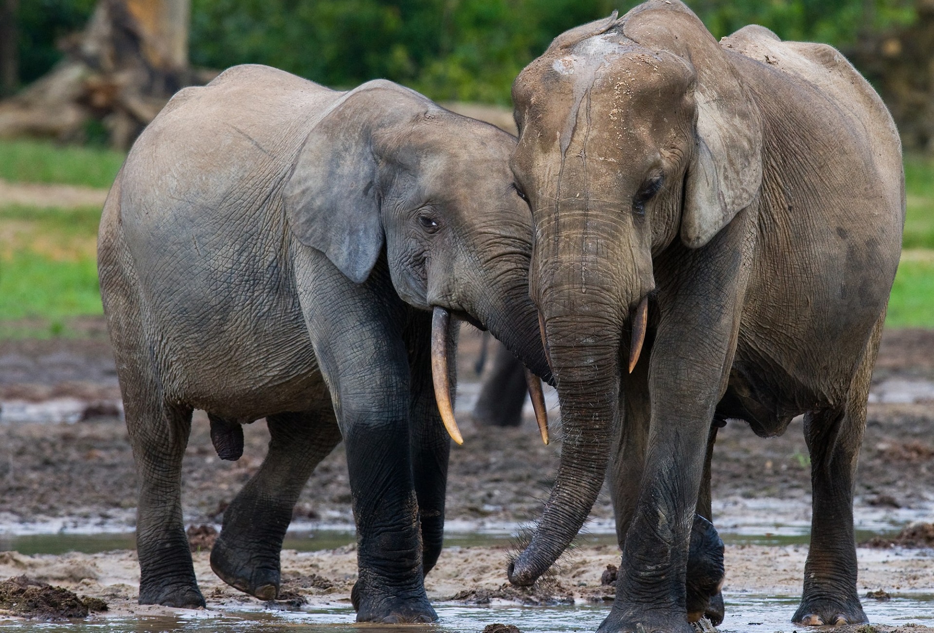 Critically Endangered Forest Elephants, by Gudkov Andrey/shutterstock