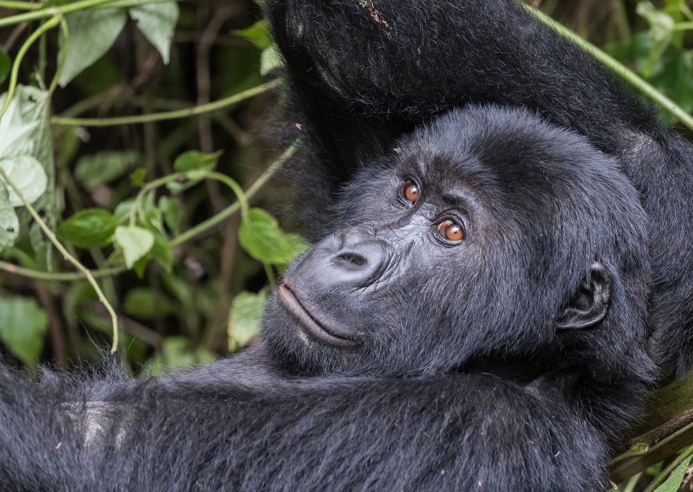 The Critically Endangered Grauer's Gorilla or Eastern Lowland Gorilla