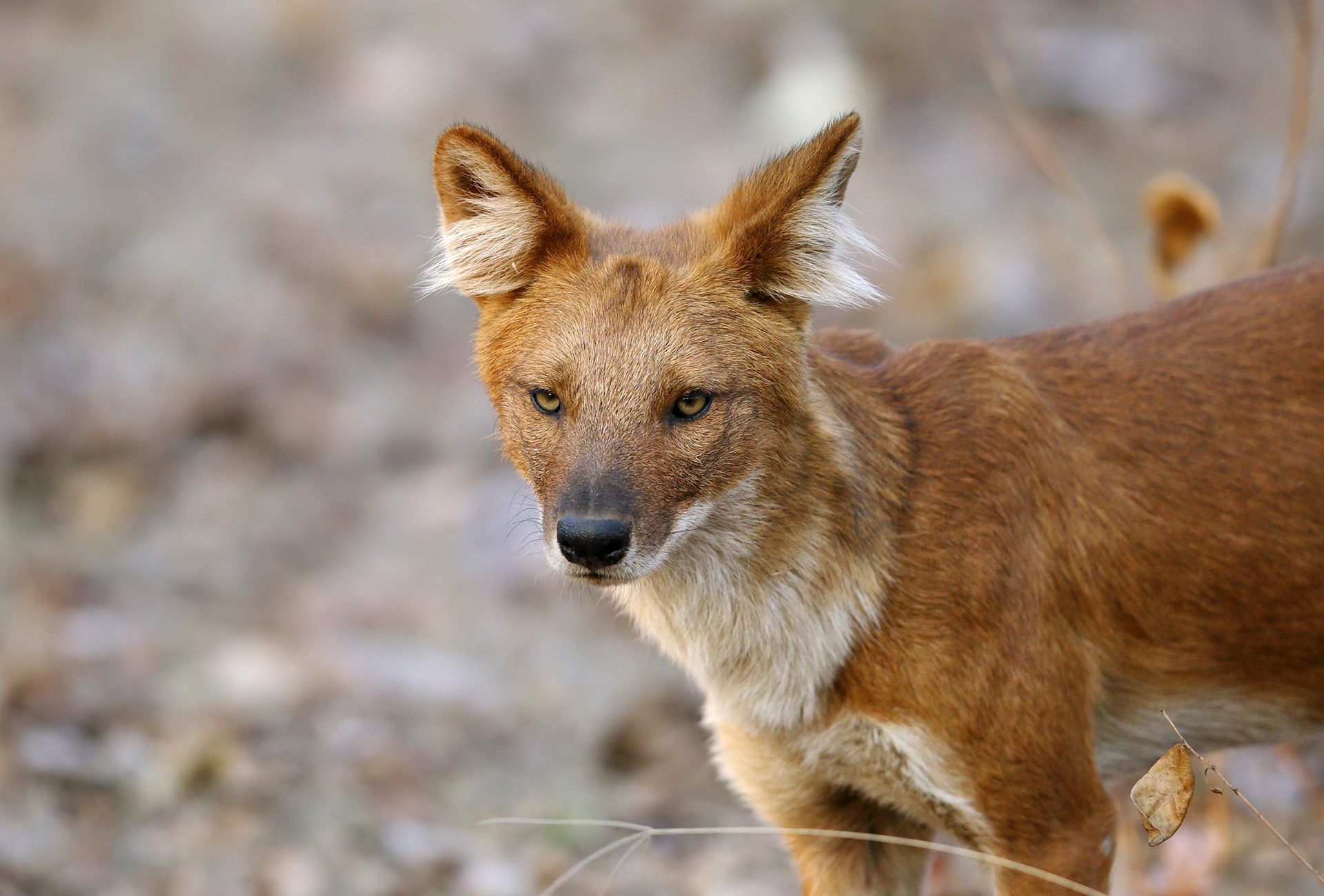 The Endangered Dhole, or Asiatic Wild Dog, by Dr. Ajay Kumar Singh