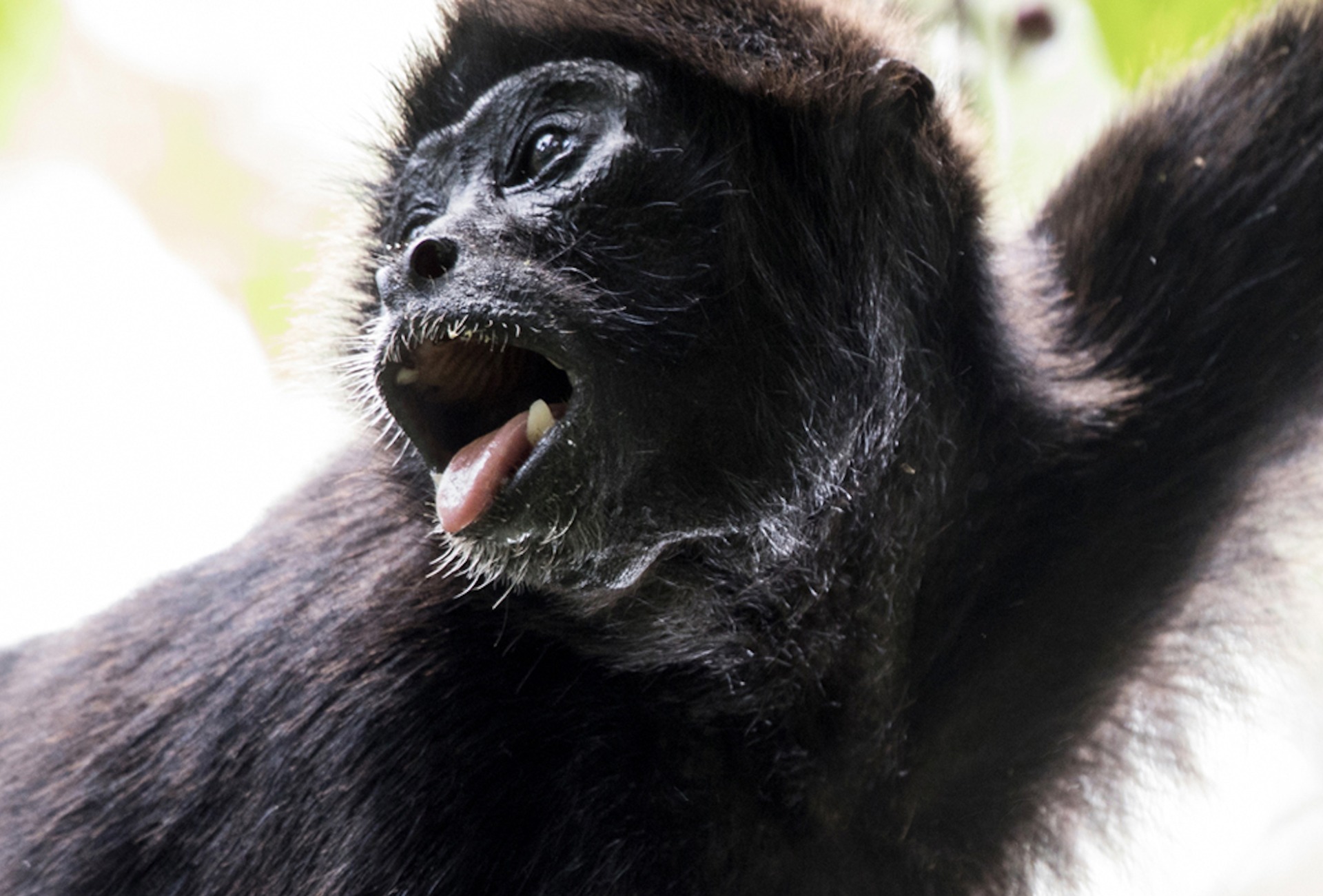 Refuge for the Brown-headed Spider Monkey – Rainforest Trust