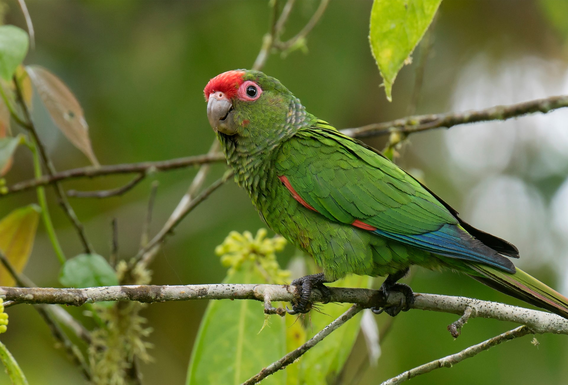 El-Oro-Parakeet-by-Agami-Photo-Agency-Shutterstock-min.jpg