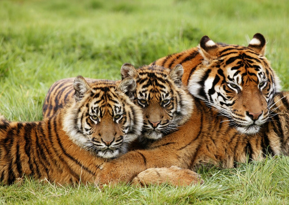 Female Sumatran Tiger with Cubs, by slowmotiongli