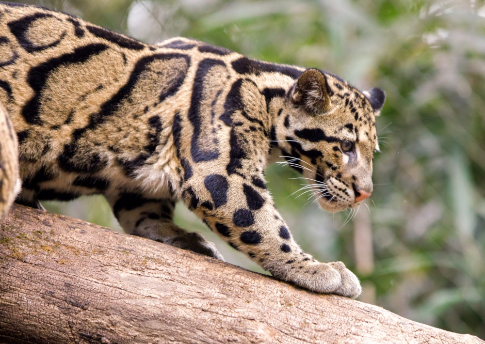 A Clouded Leopard walking on a tree