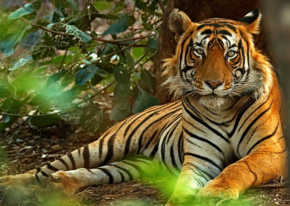 Indian male Tiger, by Ondrej Prosicky