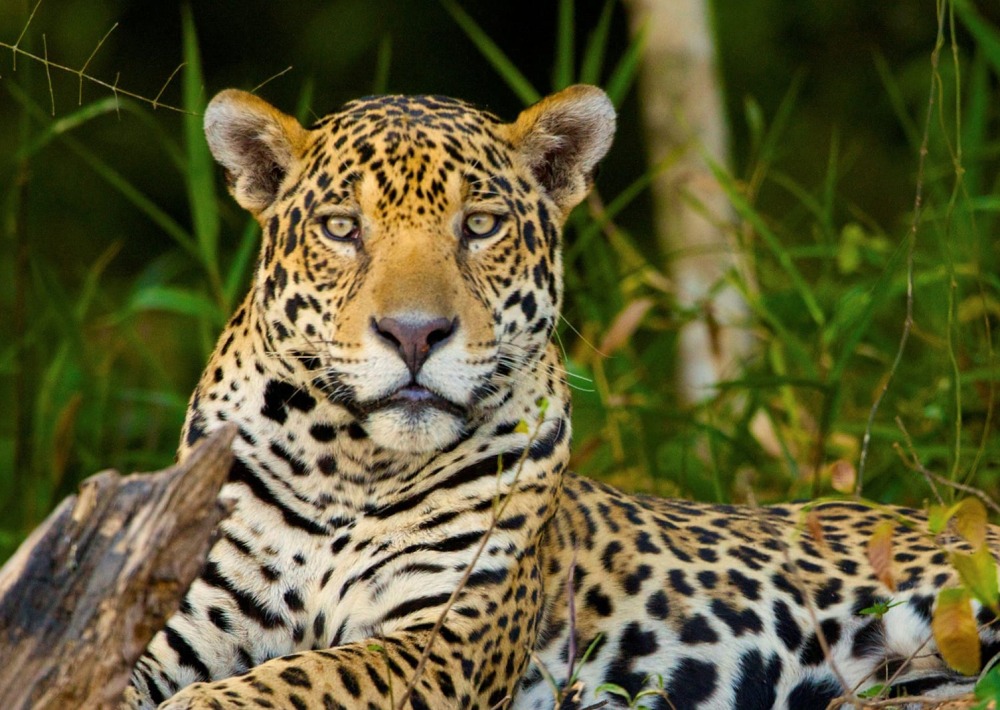 Jaguar