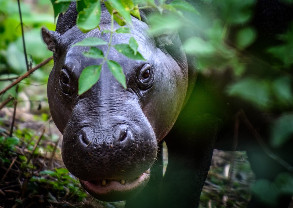 Pygmy Hippopotamus