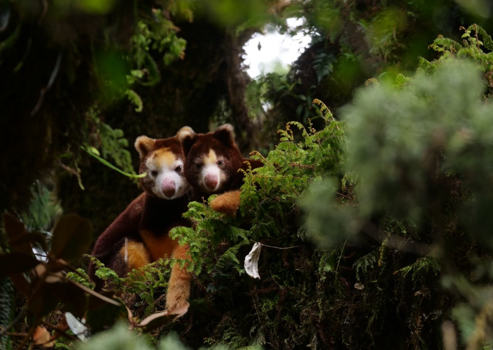 Matschies Tree Kangaroo, YUS Conservation Area, by Jonathan Byers