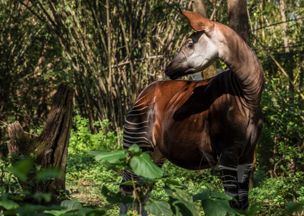 Okapi standing amidst trees