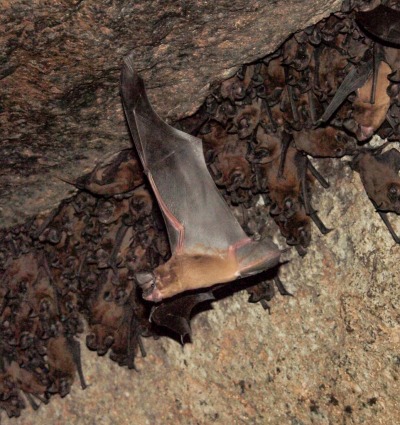 Fijian Free-tailed Bat, by Shawn Thomas