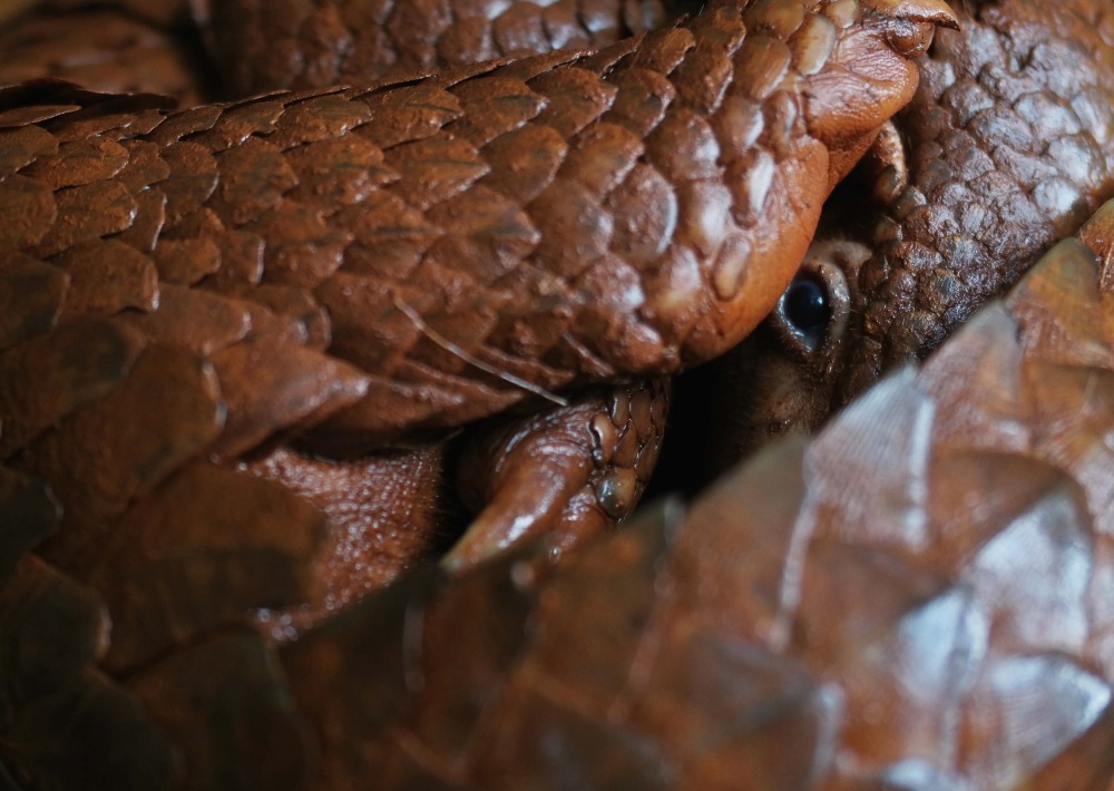 Philippine Pangolin (also known as the Palawan Pangolin)