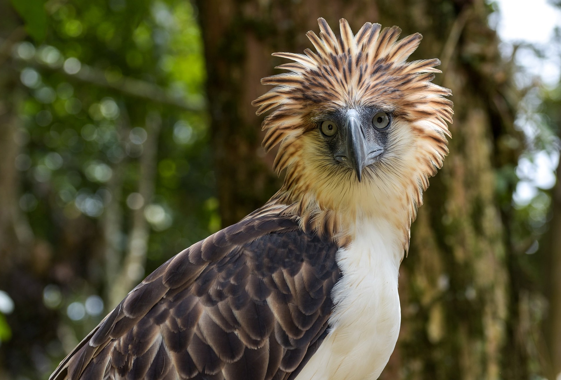 The Philippine Eagle, by Michal Lukaszewicz