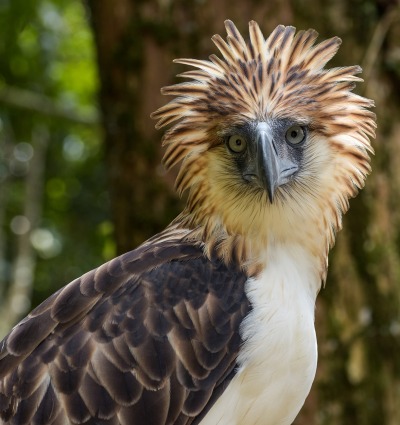 The Philippine Eagle, by Michal Lukaszewicz