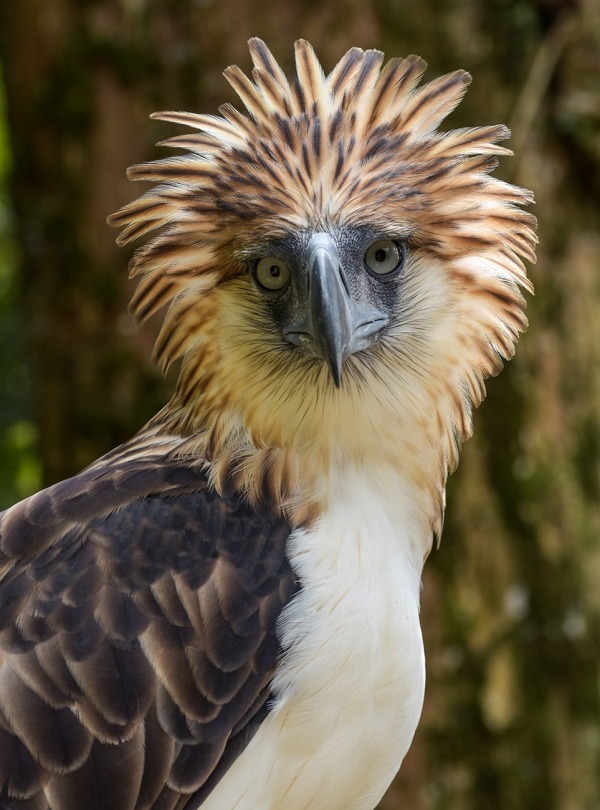 The Philippine Eagle, by Michal Lukaszewicz